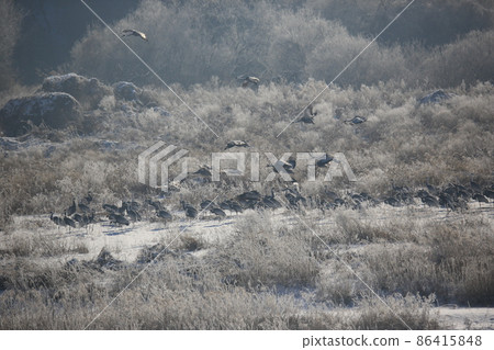 Gangwon-do. Cheorwon Crane Village. Red-crowned Crane. Birdwatching 86415848