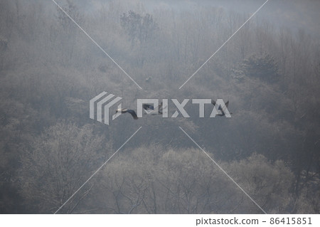 Gangwon-do. Cheorwon Crane Village. Red-crowned Crane. Birdwatching 86415851