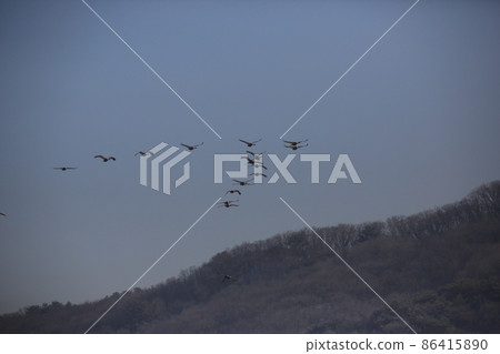 Gangwon-do. Cheorwon Crane Village. Red-crowned Crane. Birdwatching 86415890
