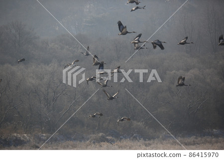 Gangwon-do. Cheorwon Crane Village. Red-crowned Crane. Birdwatching 86415970