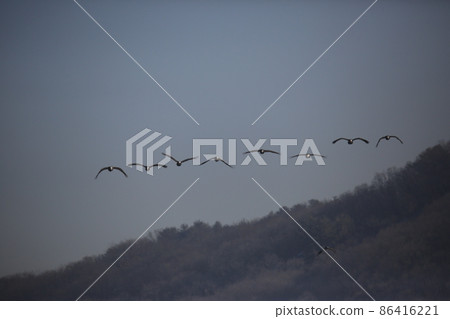 Gangwon-do. Cheorwon Crane Village. Red-crowned Crane. Birdwatching Gangwon-do. Cheorwon Crane Village. Red-crowned Crane. Birdwatching 86416221