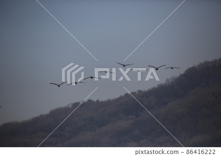 Gangwon-do. Cheorwon Crane Village. Red-crowned Crane. Birdwatching Gangwon-do. Cheorwon Crane Village. Red-crowned Crane. Birdwatching 86416222