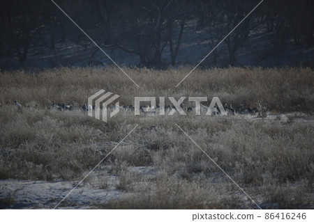 Gangwon-do. Cheorwon Crane Village. Red-crowned Crane. Birdwatching Gangwon-do. Cheorwon Crane Village. Red-crowned Crane. Birdwatching 86416246