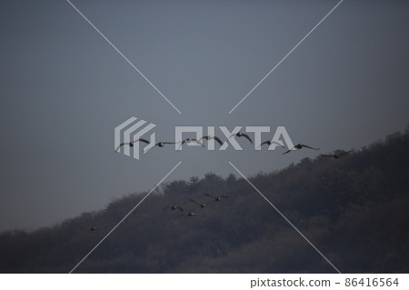 江原道、鐵原鶴村、丹頂鶴、觀鳥 江原道、鐵原鶴村、丹頂鶴、觀鳥 86416564