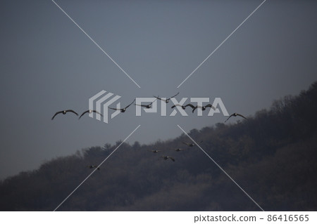 Gangwon-do. Cheorwon Crane Village. Red-crowned Crane. Birdwatching 86416565
