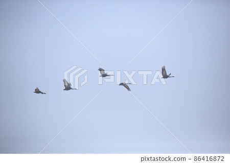 江原道鐵原鶴村觀鳥白枕鶴 86416872