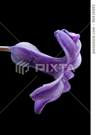 Spring flower  86416893