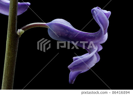 Spring flower  86416894