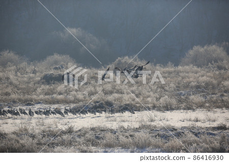 Gangwon-do, Cheorwon-gun, Cheorwon Crane Village 86416930