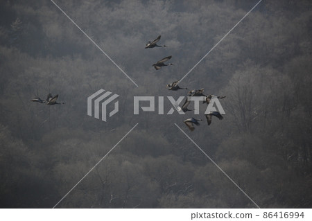 Gangwon-do, Cheorwon-gun, Cheorwon Crane Village 86416994