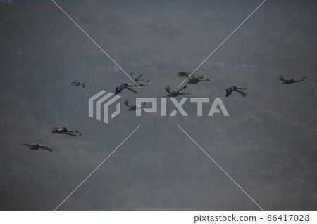 江原道、鐵原郡、鐵原鶴村 江原道、鐵原郡、鐵原鶴村 86417028