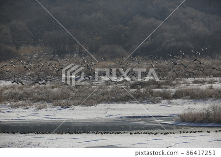 Gangwon-do. Cheorwon Crane Village. Red-crowned Crane. Birdwatching Gangwon-do. Cheorwon Crane Village. Red-crowned Crane. Birdwatching 86417251