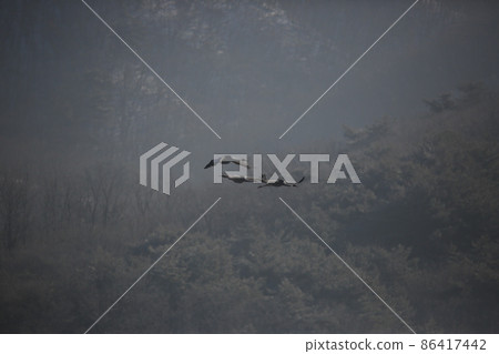 Gangwon-do. Cheorwon Crane Village. Red-crowned Crane. Birdwatching Gangwon-do. Cheorwon Crane Village. Red-crowned Crane. Birdwatching 86417442