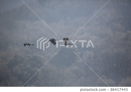 Gangwon-do. Cheorwon Crane Village. Red-crowned Crane. Birdwatching 86417443