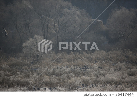 Gangwon-do. Cheorwon Crane Village. Red-crowned Crane. Birdwatching 86417444