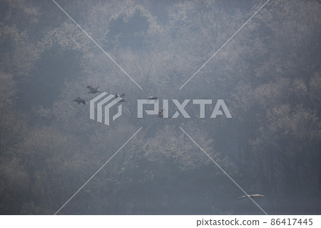 江原道、鐵原鶴村、丹頂鶴、觀鳥 江原道、鐵原鶴村、丹頂鶴、觀鳥 86417445