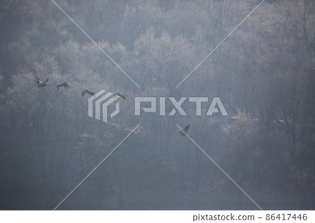 Gangwon-do. Cheorwon Crane Village. Red-crowned Crane. Birdwatching 86417446