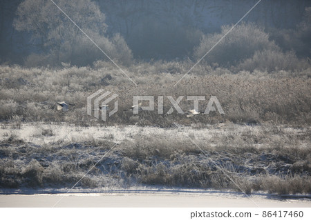Gangwon-do. Cheorwon Crane Village. Red-crowned Crane. Birdwatching Gangwon-do. Cheorwon Crane Village. Red-crowned Crane. Birdwatching 86417460