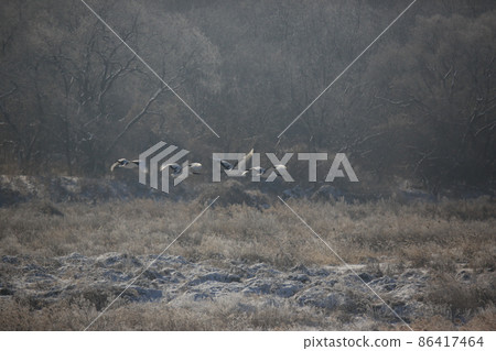Gangwon-do. Cheorwon Crane Village. Red-crowned Crane. Birdwatching 86417464