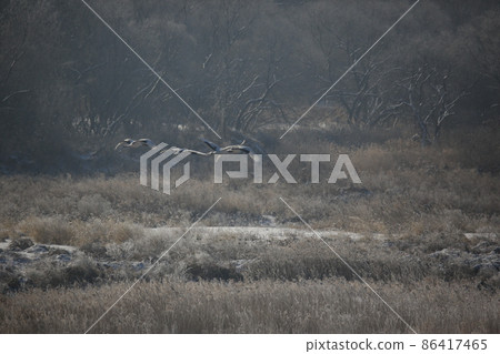 Gangwon-do. Cheorwon Crane Village. Red-crowned Crane. Birdwatching 86417465