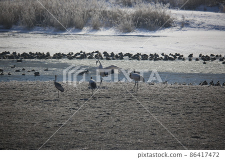 Gangwon-do. Cheorwon Crane Village. Red-crowned Crane. Birdwatching Gangwon-do. Cheorwon Crane Village. Red-crowned Crane. Birdwatching 86417472