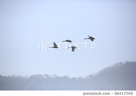 Gangwon-do. Cheorwon Crane Village. Red-crowned Crane. Birdwatching 86417509