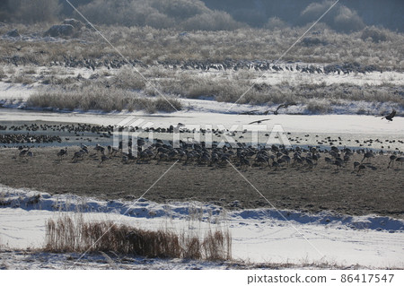 江原道、鐵原鶴村、丹頂鶴、觀鳥 江原道、鐵原鶴村、丹頂鶴、觀鳥 86417547