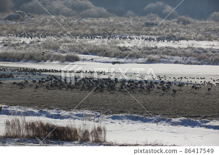 Gangwon-do. Cheorwon Crane Village. Red-crowned Crane. Birdwatching Gangwon-do. Cheorwon Crane Village. Red-crowned Crane. Birdwatching 86417549