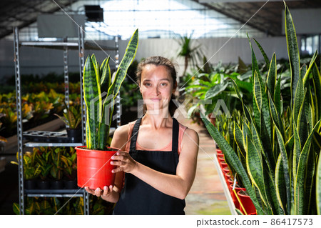 Garden store worker holding plants of sansevieria Garden store worker holding plants of sansevieria 86417573
