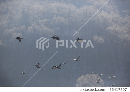 Gangwon-do. Cheorwon Crane Village. Red-crowned Crane. Birdwatching 86417807