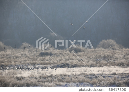 Gangwon-do. Cheorwon Crane Village. Red-crowned Crane. Birdwatching 86417808
