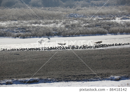 Gangwon-do. Cheorwon Crane Village. Red-crowned Crane. Birdwatching 86418142