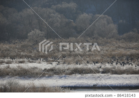 Gangwon-do. Cheorwon Crane Village. Red-crowned Crane. Birdwatching Gangwon-do. Cheorwon Crane Village. Red-crowned Crane. Birdwatching 86418143