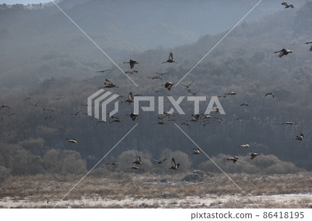 Gangwon-do. Cheorwon Crane Village. Red-crowned Crane. Birdwatching 86418195