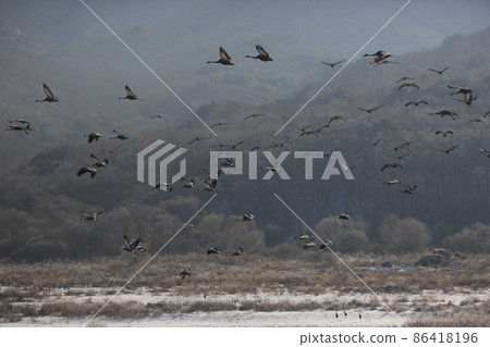 Gangwon-do. Cheorwon Crane Village. Red-crowned Crane. Birdwatching 86418196