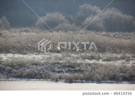 Gangwon-do. Cheorwon Crane Village. Red-crowned Crane. Birdwatching Gangwon-do. Cheorwon Crane Village. Red-crowned Crane. Birdwatching 86418356