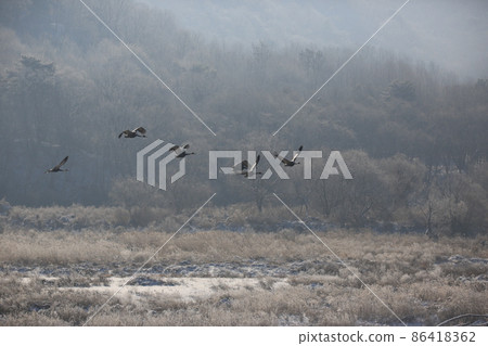 Gangwon-do. Cheorwon Crane Village. Red-crowned Crane. Birdwatching 86418362