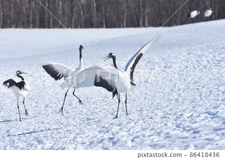 Red-crowned crane dancing in a flock (Tsurui, Hokkaido) Red-crowned crane dancing in a flock (Tsurui, Hokkaido) 86418436