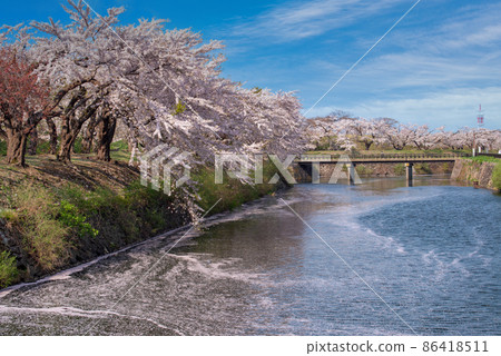 五棱郭公園（花筏）_4224 86418511