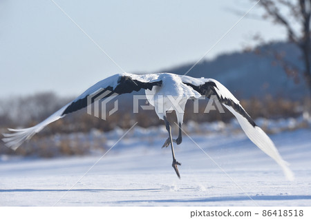 Red-crowned crane (Tsurui, Hokkaido) running up before taking off from the feeding area Red-crowned crane (Tsurui, Hokkaido) running up before taking off from the feeding area 86418518
