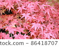 圓成寺紅葉 86418707
