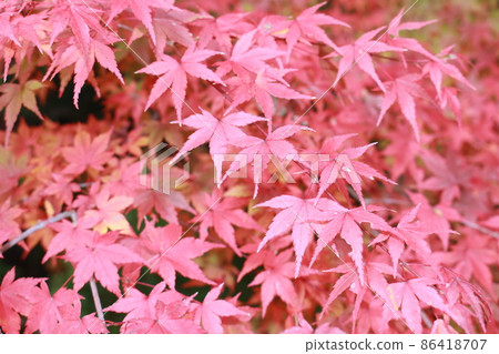 圓成寺紅葉 圓成寺紅葉 86418707