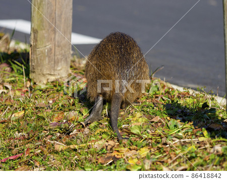 海狸鼠的背影 海狸鼠的背影 86418842