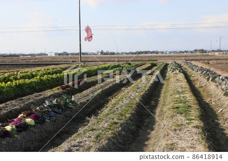 Bird chasing kite hawk Bird chasing kite hawk 86418914