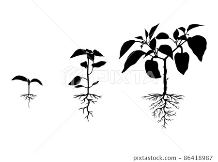 Silhouette pepper plant with roots set 86418987