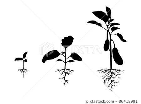 Silhouette eggplant plant with roots set 86418991