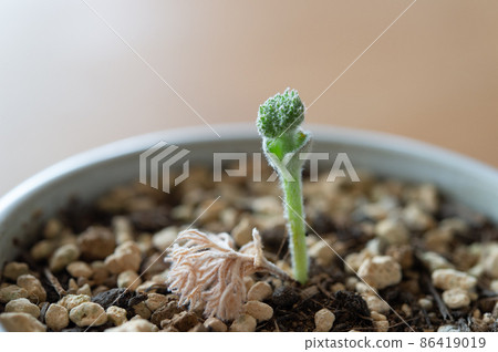Eliospermum Dregay buds Eliospermum Dregay buds 86419019