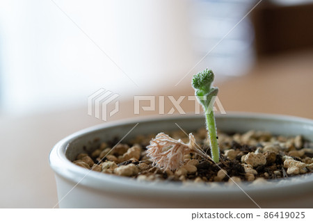 Eliospermum Dregay buds 86419025