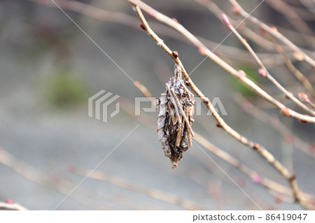 Bagworm that withstands the cold wind 86419047