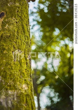 <Outdoor> Trunk with moss 86419115